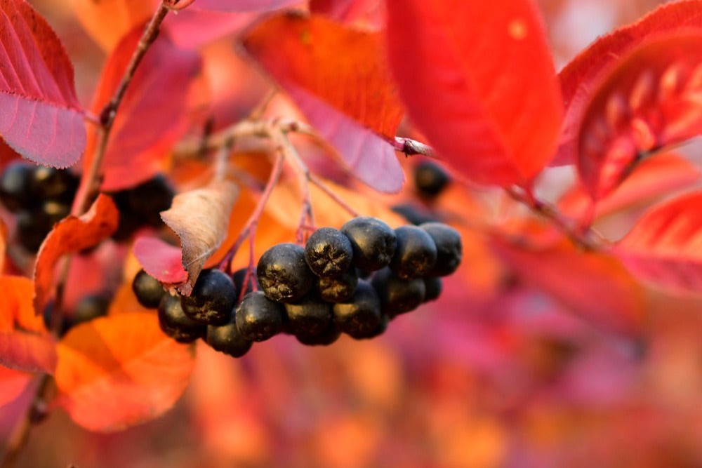 Mature Aronia melanocarpa 'Viking' shrub with dark purple foliage in autumn