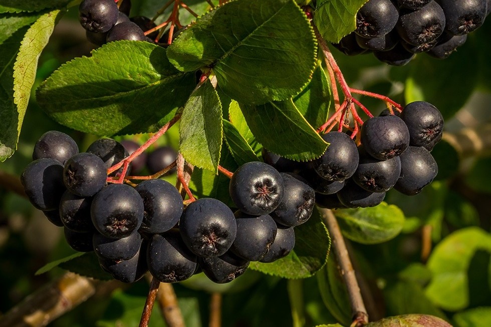 Fresh dark purple Aronia berries (Chokeberries) 