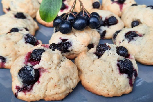 Freshly baked oatmeal cookies studded with dark purple Aronia berries and white chocolate chips